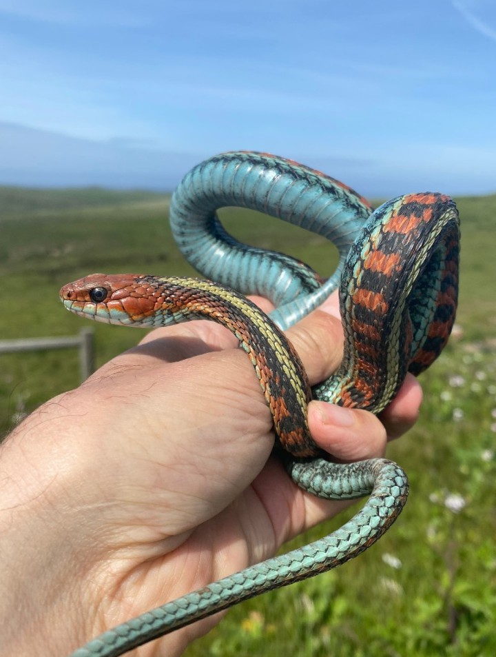 California Red-sided Garter Snake